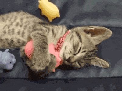 giphy-2.gif